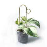 Botanopia Plant Support Stake - Gold Bump 30cm