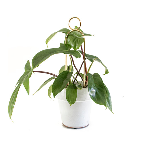 Botanopia Plant Support Stake - Gold Pompom 34cm