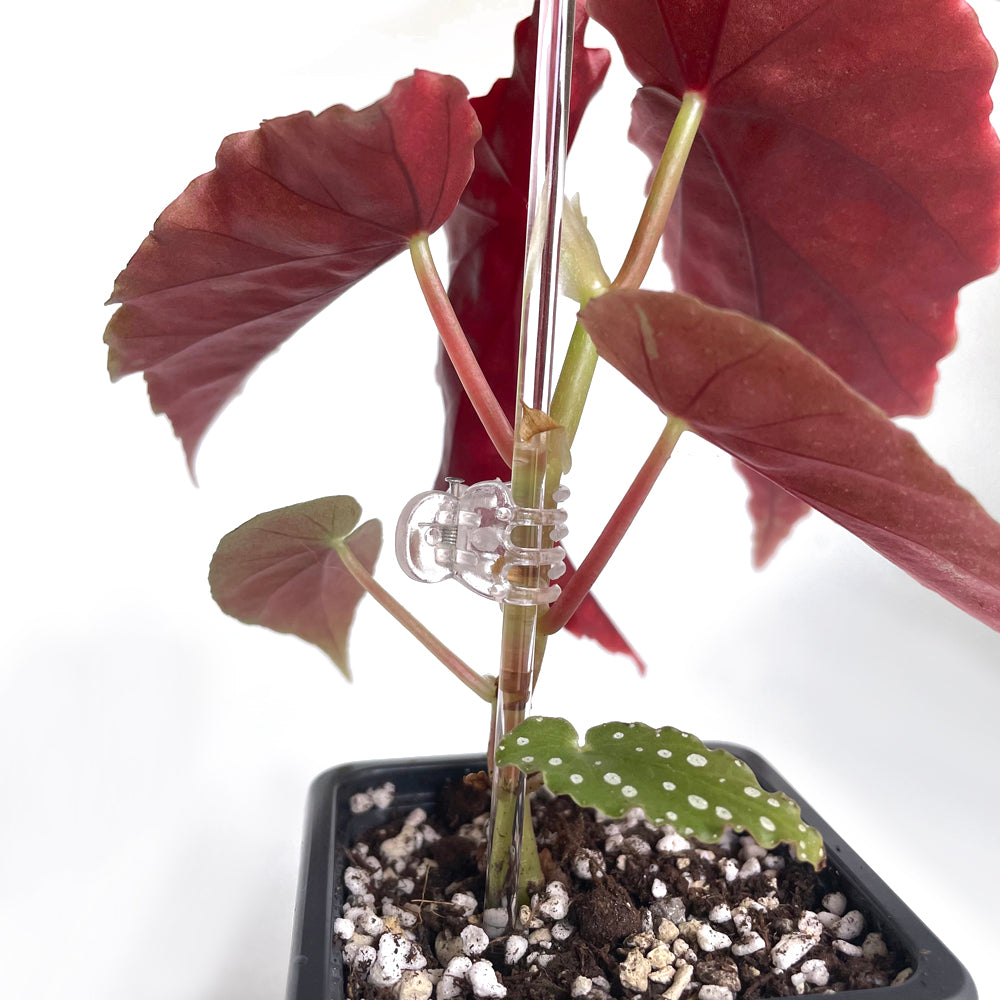 Plant Claw Clips - CLEAR [from 18 cents each]