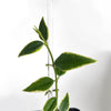 clear-plant-stake-hoya