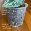 TEKU MINI Clear Nursery Pot - 5.5cm x 5.5cm - from 85c each