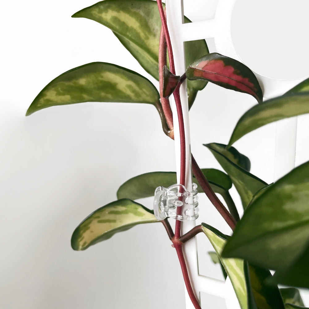 Plant Claw Clips - CLEAR [from 18 cents each]