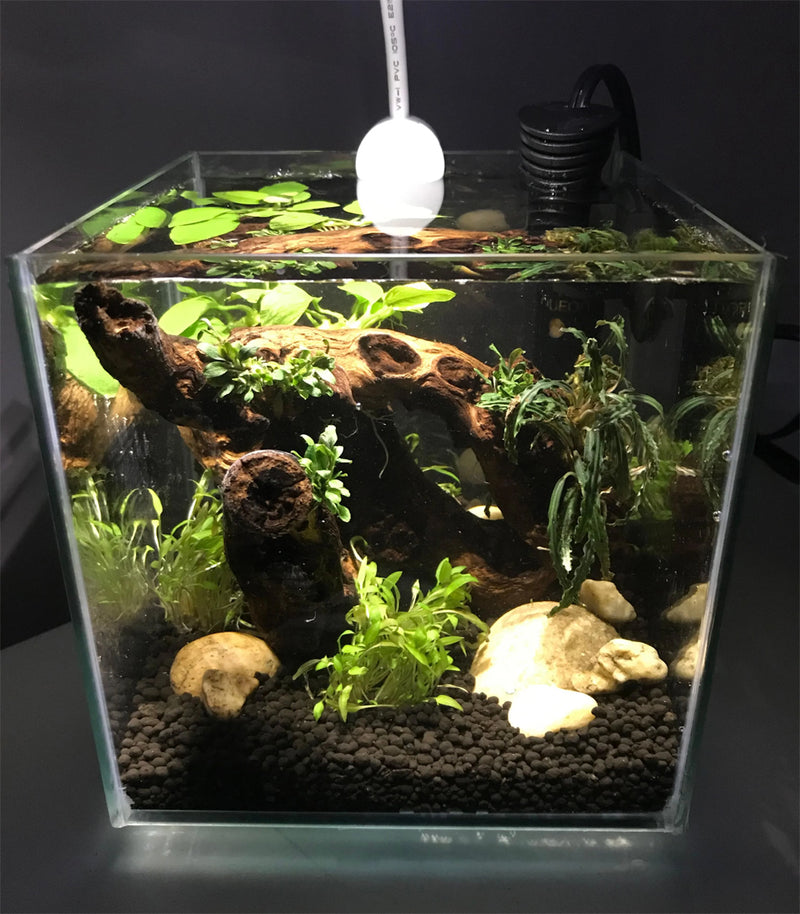 Cubus Terrarium Kit with Light