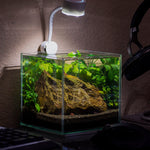 Cubus Terrarium Kit with Light