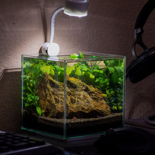 Cubus Terrarium Kit with Light