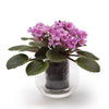 CUP O FLORA Glass Self Watering Pot - Small ROUND (3 colours)