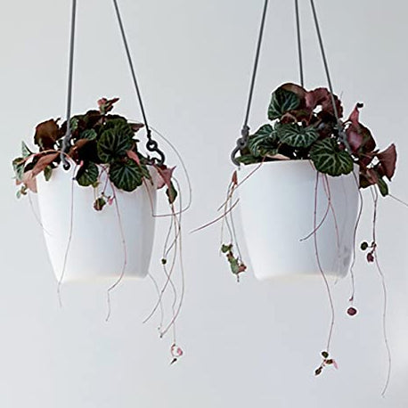 hanging pot plants nz Hanging Pot - Elho Brussels