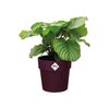 Cover Pot - Elho B.For Original - 13cm Plum