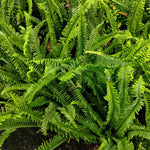 Bio Leaf African Violet Potting Mix - FINE Custom Blend - 2 litre - For AV's, Peace Lilies, Begonias, Ferns