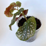 Fern Fibre used to plant an Angel Wing Begonia in