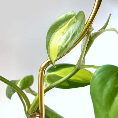 Botanopia Plant Support Stake - Gold Hoop 34cm