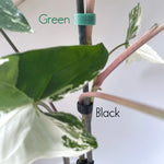 Plant Support Ties - Soft Velcro - 1.5cm wide x 5 to 10 metre roll - GREEN