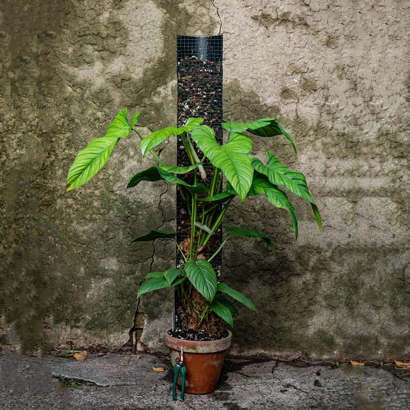Growing Stick Grow Stick Maß