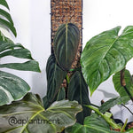 Grow Vertical Propstick - 70cms PRO BLACK