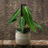Grow Vertical Propstick - 33cm MINI BLACK