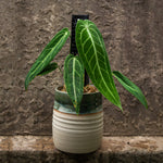 Grow Vertical Propstick - 33cm MINI BLACK