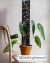 Grow Vertical Propstick - 70cms PRO BLACK