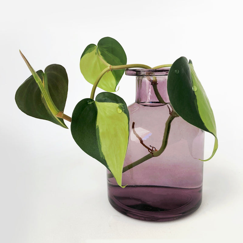 Love That Leaf Propagation Vase - Amethyst - WIDE