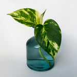 Love That Leaf Propagation Vase - Turkish Blue - WIDE