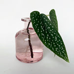 Love That Leaf Propagation Vase - Pink Lemonade - WIDE