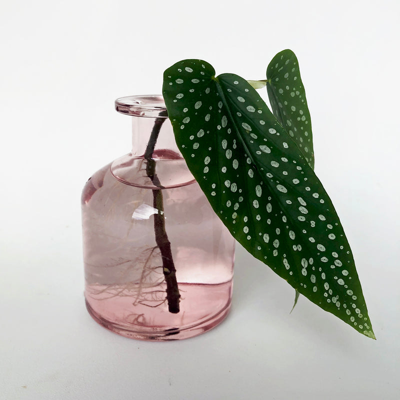 Love That Leaf Propagation Vase - Pink Lemonade - WIDE