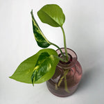Love That Leaf Propagation Vase - Pink Lemonade - WIDE
