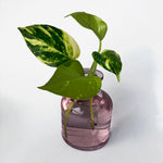 Love That Leaf Propagation Vase - Pink Lemonade - WIDE