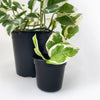 Crew Mini Propagation Pot - 5.5cm x 6.5cm ROUND - BLACK