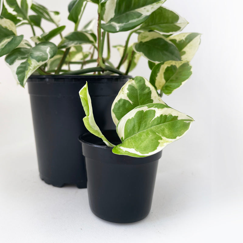 Crew Mini Propagation Pot - 5.5cm x 6.5cm ROUND - BLACK