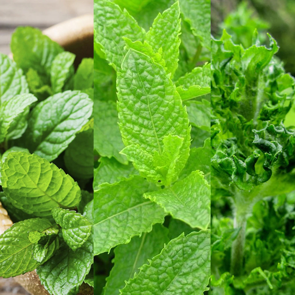 Entitle Mints Mint Seeds