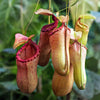 Bio Leaf African Violet Potting Mix - 5 litre - For AV's, Peace Lilies, Begonias, Ferns