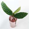 Love That Leaf Propagation Vase - Pink Lemonade - TALL