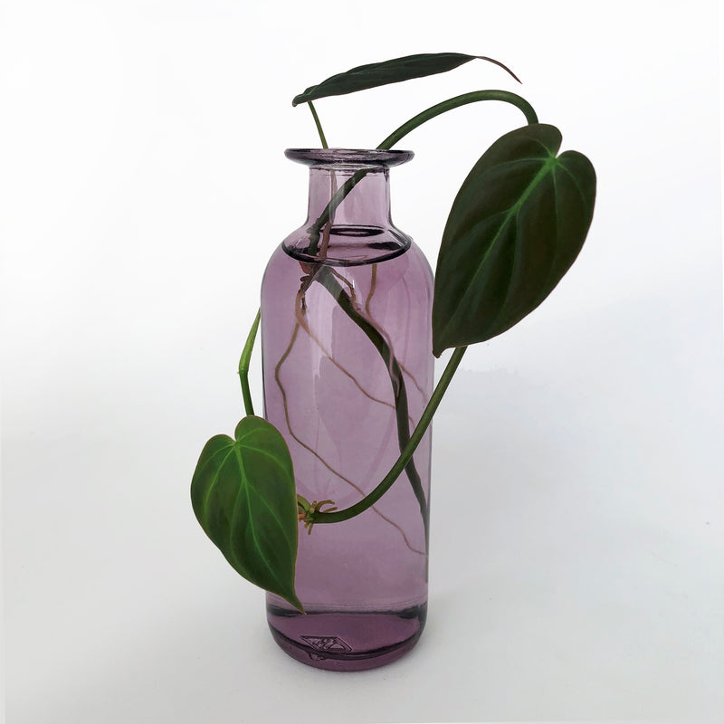 Love That Leaf Propagation Vase - Amethyst - WIDE