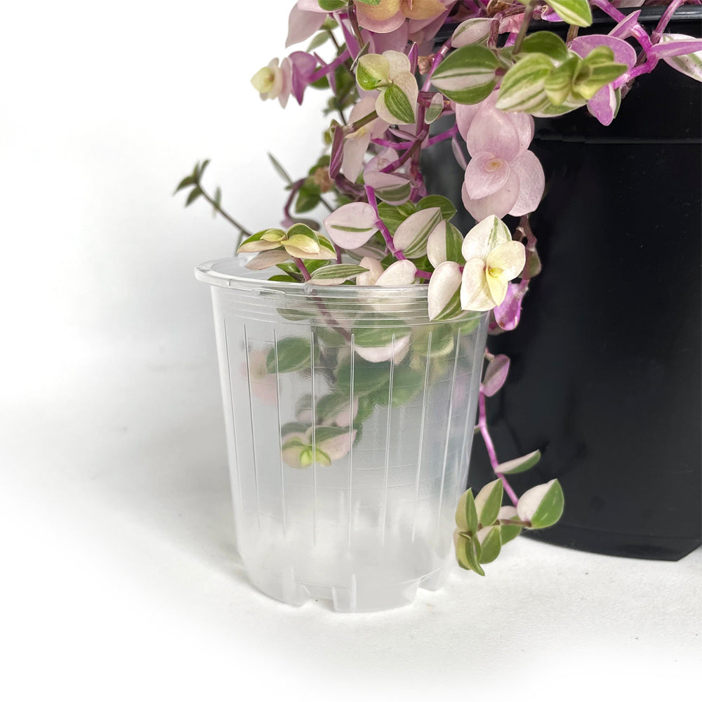 7cm plant pot Rain 7 Clear Nursery Pot