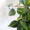 Rain 15 Clear Nursery Pot - 15cm x 14.5cm - from $1.10 each