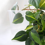 Rain 15 Clear Nursery Pot - 15cm x 14.5cm - from $1.10 each