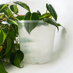 Rain 17 Clear Nursery Pot - 17cm x 15cm - from $1.50 each