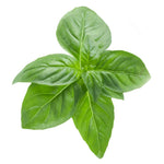 Sweet Basil - Seeds