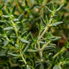 Thyme - Seeds