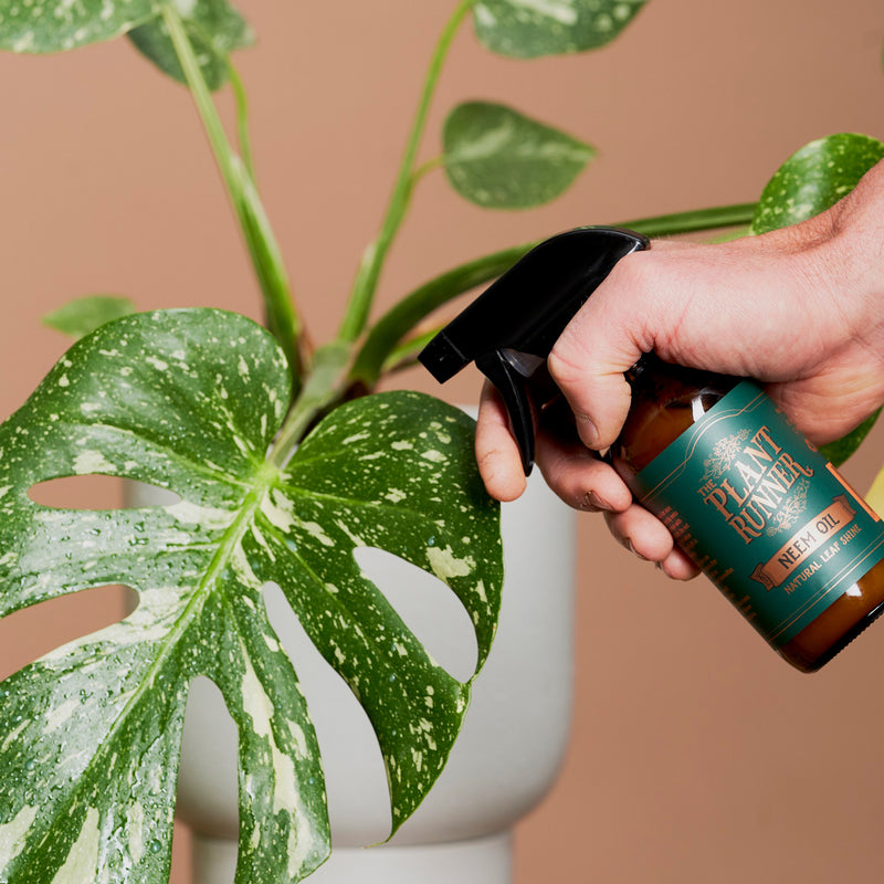 Plant Runner Neem Oil Leaf Shine – lovethatleaf